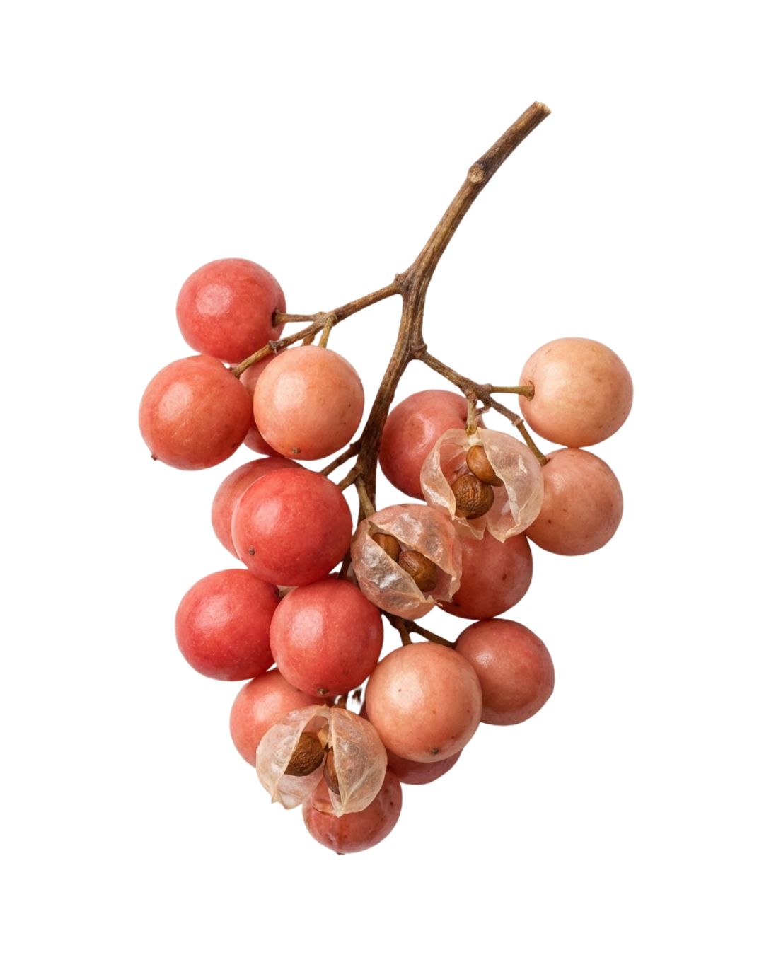 Baie rose — grappe sur branche