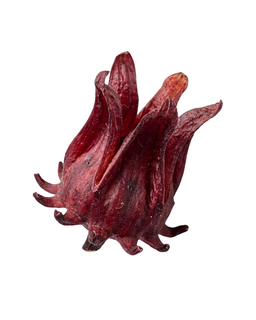 Hibiscus — calices rouge profond